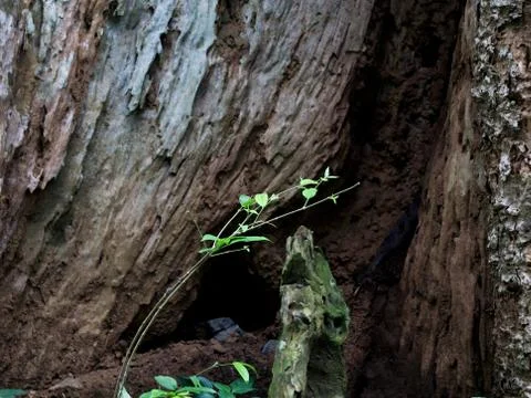 Old  tree trunk with decayed and termite attacked part Stock Photos