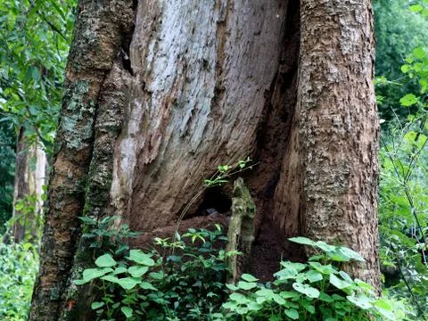 Old  tree trunk with decayed and termite attacked part Stock Photos