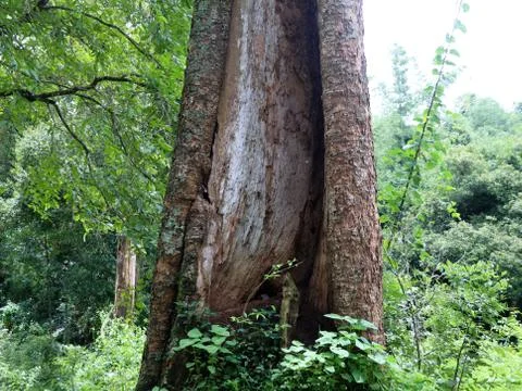 Old  tree trunk with decayed and termite attacked part Stock Photos