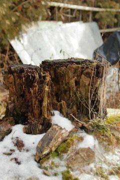 An old tree trunk decaying Foto stock