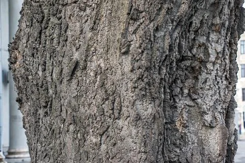 Old Tree Trunk with Deeply Textured Bark in Urban Park Stock Photos