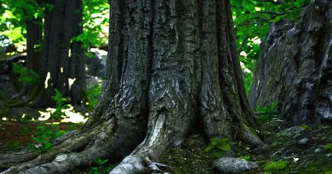 Old tree trunk with detailed bark and strong roots in a lush forest setting Stock Illustration