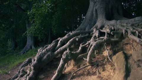 Old tree trunk with exposed roots in forest Stockbeeldmateriaal 337122137