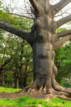 Old tree trunk with exposed roots in lush park landscape Fotos Stock