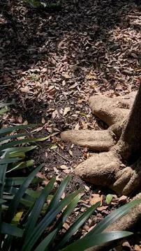 Old tree trunk  with the fallen leaves in the city park Stock Photos