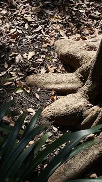 Old tree trunk  with the fallen leaves in the city park Stock Photos