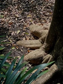 Old tree trunk  with the fallen leaves in the city park Stock Photos