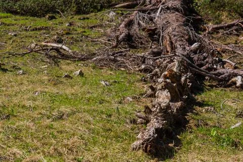 Old tree trunk on the floor with grass in the mountains Stock Photos