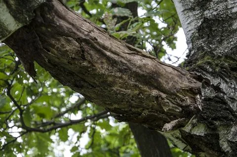 Old tree trunk in the forest, close-up, horizontal photo Stock Photos