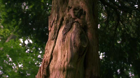 Old tree trunk in forest Видео 337956296
