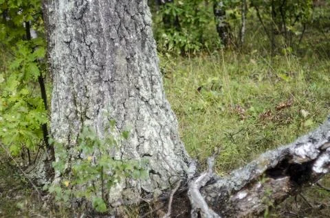 Old tree trunk in the forest with green grass and trees in the background Stock Photos