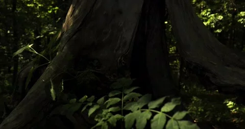 Old tree trunk in the forest, illuminated by summer sunshine, green leaves i Vídeos de archivo 253653597