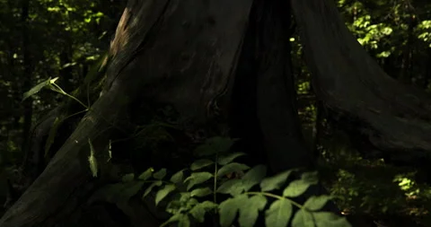 Old tree trunk in the forest, illuminated by summer sunlight, slow motion Vídeos de archivo 253659889