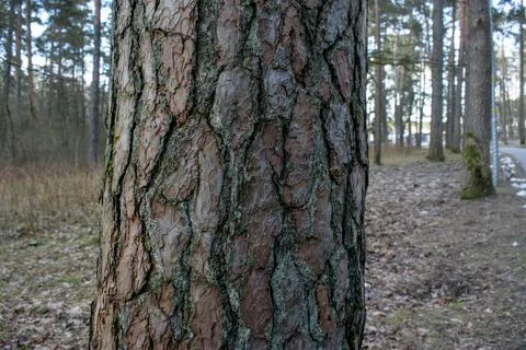 Old tree trunk. Forest landscape on the background. Textures of forest trees Stock Photos