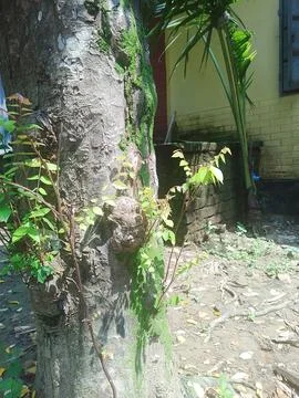 Old Tree Trunk With Green Moss Growing In Urban Backyard Stock Photos