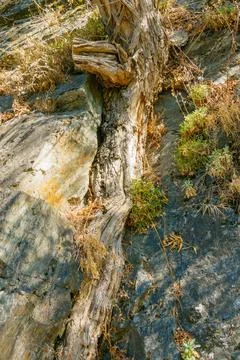 Old tree trunk growing out of rocky cliff with dry vegetation and green plant Stock Photos