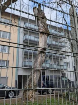 Old Tree Trunk Growing Through Metal Fence, Nature Reclaiming Urban Structu.. Stock Photos