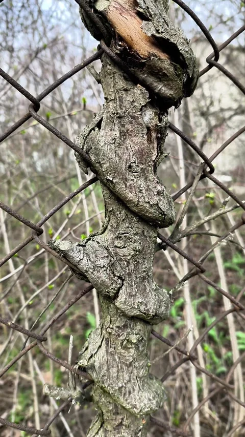 Old tree trunk grows through rusty metal wire mesh fence. Stock Footage 339423099