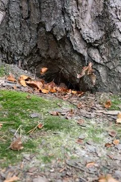 Old tree trunk hides a hidden entrance Stock Photos