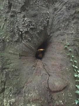 An old tree trunk with a hole Stock Photos