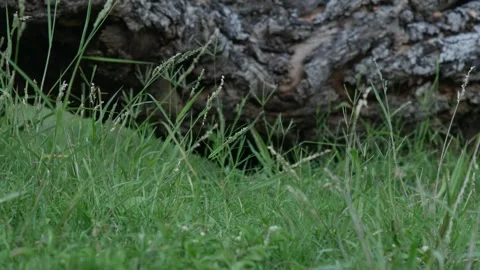 Old Tree Trunk with Lush Green Ground Cover Plants Stock Footage 327107292