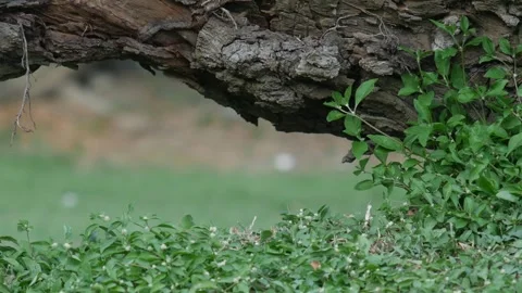 Old Tree Trunk with Lush Green Ground Cover Plants Stock Footage 327107294