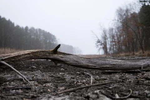 Old tree trunk lying on dried lake Stock Photos