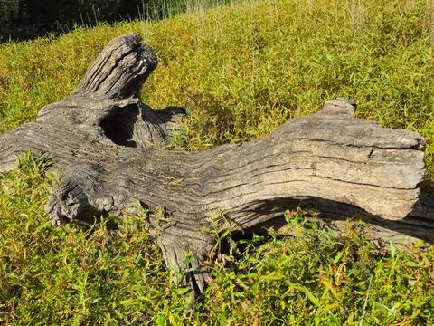 Old Tree Trunk Lying in Grass with Bright Natural Lighting Stock Photos