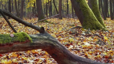 Old tree trunk with many ants is on the ground in the autumn forest Stock Footage 45086229
