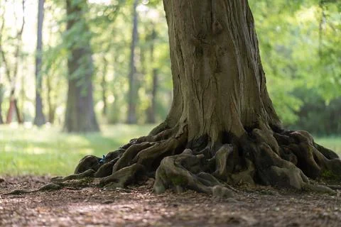 Old tree trunk with massive exposed roots growing in summer forest background Stock Photos