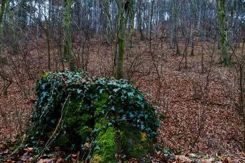 Old tree trunk with moss and many leaves in the forest Stock Photos