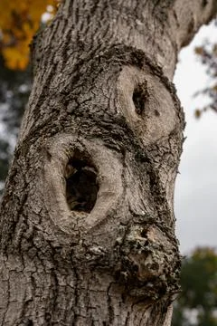 Old tree trunk with multiple hollows and rough bark texture. Stock Photos