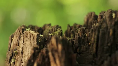 Old tree trunk with musk, macro, focus change Stock Footage 230149047