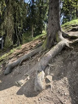 Old tree trunk in nature 스톡 사진