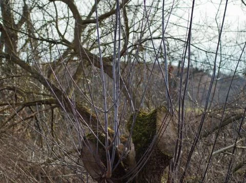 Old tree trunk with new live Stock Photos