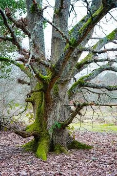 Old tree trunk of an Oak tree 库存照片