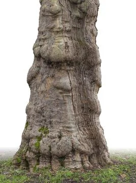 Old tree trunk Old tree trunk gradient isolated in white back Copyright: x... Stock Photos