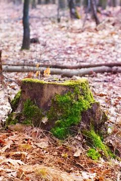 Old tree trunk overgrown with moss Stock Photos