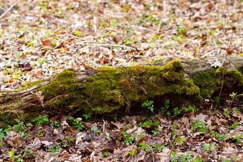 Old tree trunk overgrown with moss Stock-Fotos