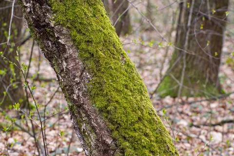 Old tree trunk overgrown with moss Stock-Fotos