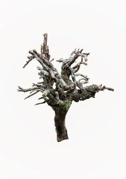 Old tree trunk Stock Photos