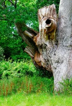 Old tree trunk Stock Photos