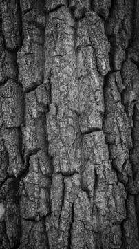 Old tree trunk Stock Photos