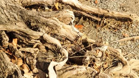 Old Tree Trunk Stock-Fotos