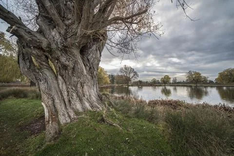 Old tree trunk Stock Photos