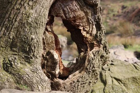 Old tree trunk Stock Photos