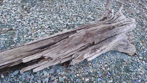 Old tree trunk piece over stone beach ground Stock Photos