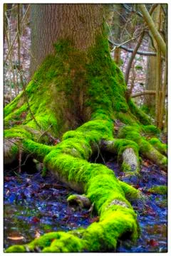 Old tree trunk - Postcard Stock Photos