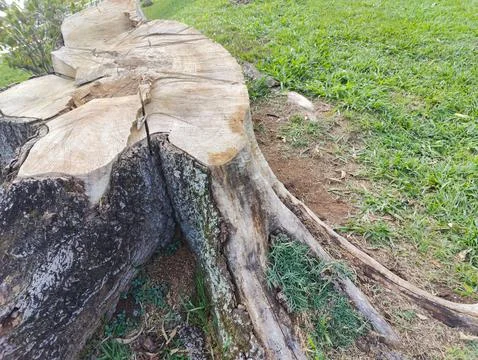 Old tree trunk recently cut Stock Photos