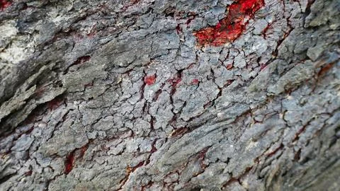 Old tree trunk with red texture detail Stock Photos